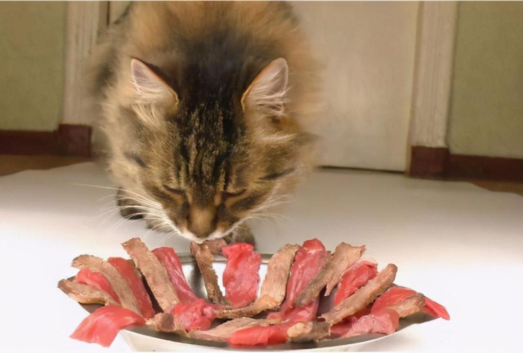 猫猫最喜欢的食物是什么？放在旁边都会流口水的