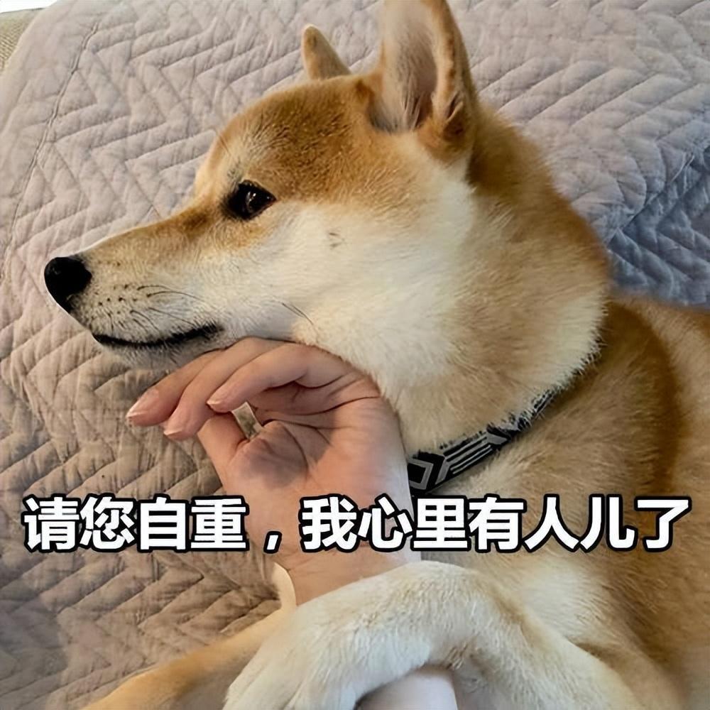 柴犬有多讨厌？8个控诉里面，它占了7个