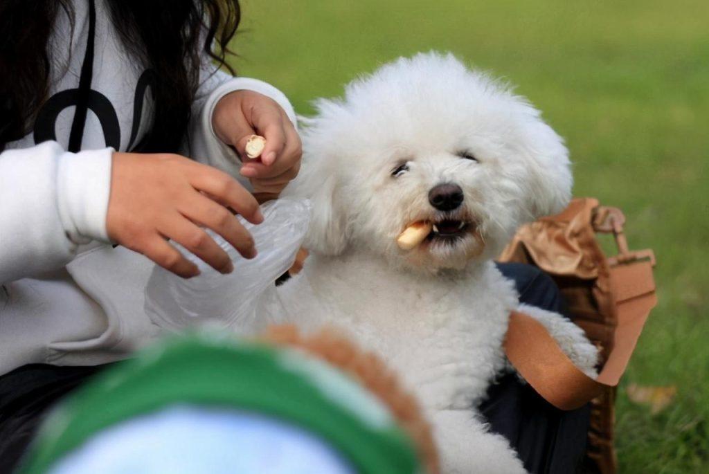 贵宾犬会让你摸这些部位，估计是很喜欢你