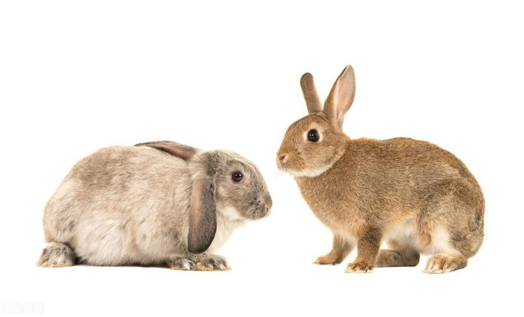 兔子的日常是吃什么食物能更好地生长发育？
