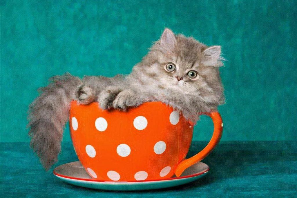 茶杯猫有多久的寿命？茶杯猫有什么疾病？