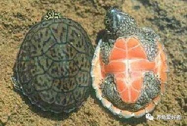 麝香龟属的蛋龟，你还傻傻分不清吗？