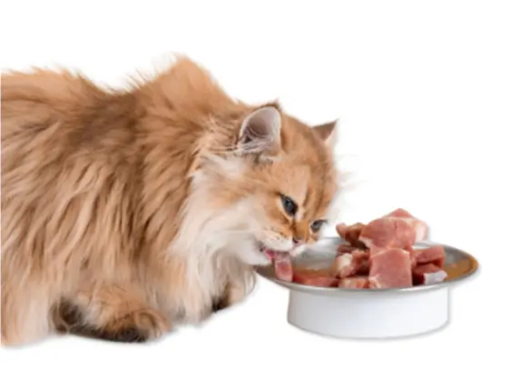 成年猫一天吃多少猫粮？什么样的猫粮猫咪更爱吃？这些铲屎官要把握好