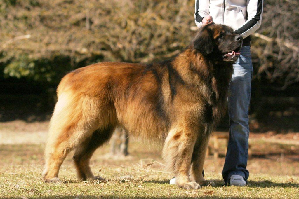 盘点最昂贵的10种犬类，寿命却很短，中华田园犬寿命最高