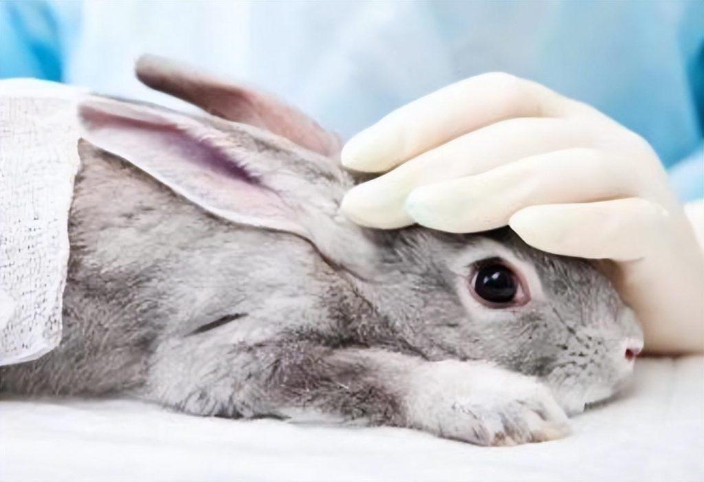 兔子洗耳液哪个牌子好？洗耳液怎么用？