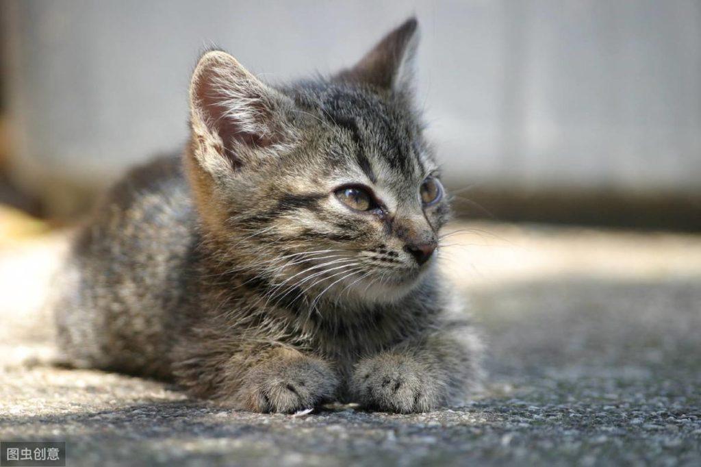 新买的幼猫怎么养？怎么养护小奶猫？