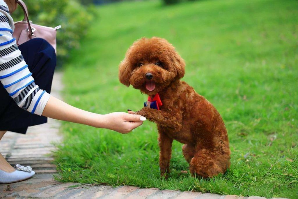 贵宾犬会让你摸这些部位，估计是很喜欢你