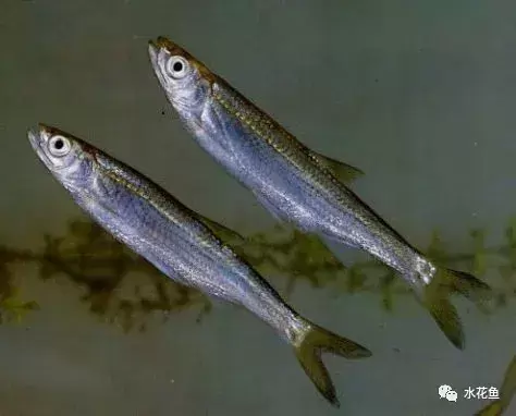 鱼类的幼鱼食性与成年鱼类食性的差异是什么样的？