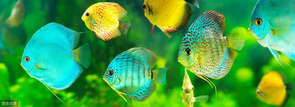 鱼缸水体pH值对观赏鱼的影响，如何调节pH值？