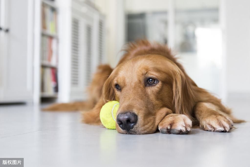 养金毛犬不遛狗的后果是什么？狗狗一天内遛多少次才正确？