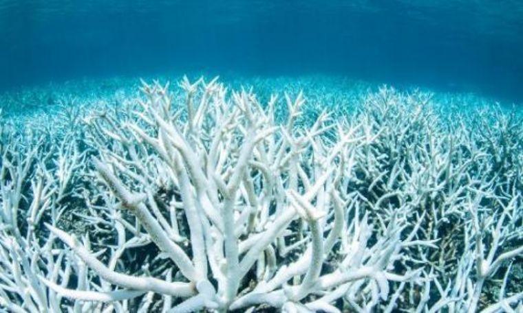 大面积的珊瑚死亡，是天灾，还是人祸？海缸里的珊瑚来自哪里吗？