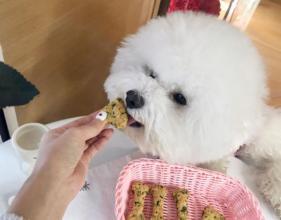 怎么才能改变比熊犬爱挑食的毛病？5大解决办法