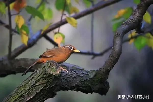 养鸟的经验：什么是画眉鸟的“性火”？