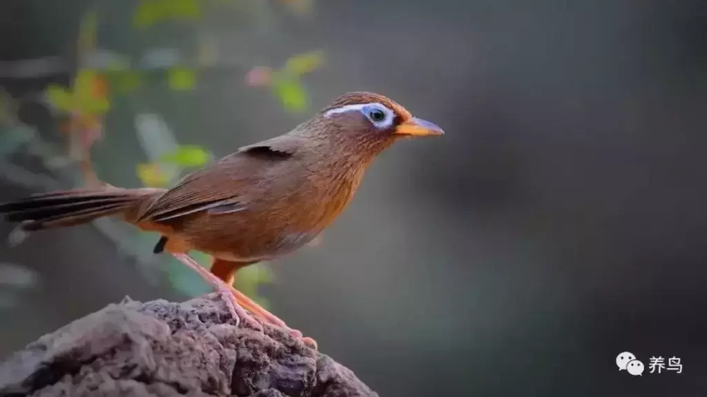 画眉鸟的饲养技巧（关于斗鸟喂食的误区）