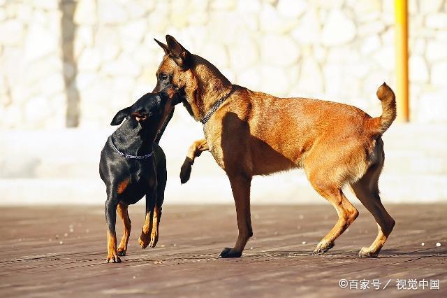 马犬怎么饲养？马犬的基本饲养方法，你都知道吗？