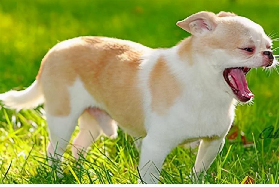 狗狗肠胃不好的主要表现为呕吐或者软便如何调理肠胃？