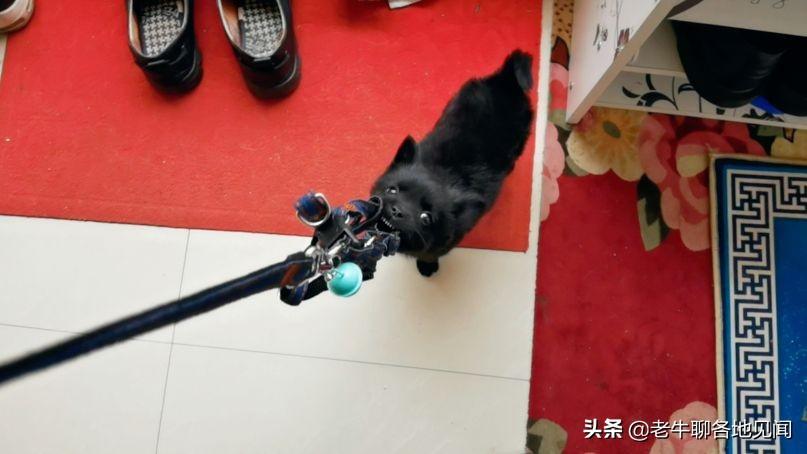 中华田园犬和宠物犬相比从小差别就大不同，这五点认同吗？