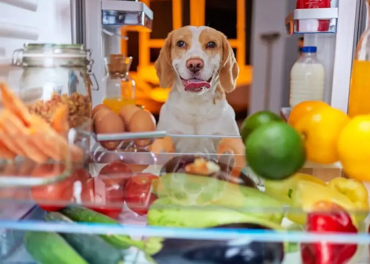狗狗饮食指南：适合给狗狗吃的食物及喂养经验分享