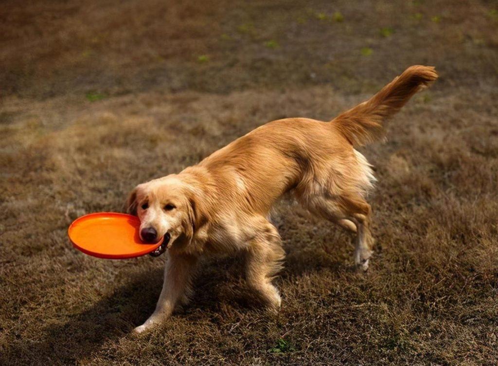 在饲养金毛犬的过程中，要牢记这7不要，受益一生