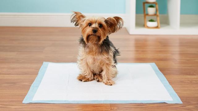 怎么才能让狗狗学会在家里定点排便呢？只需三步轻松搞定