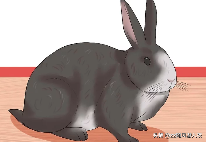 如何判断兔子的年龄？判断兔子年龄的方法介绍
