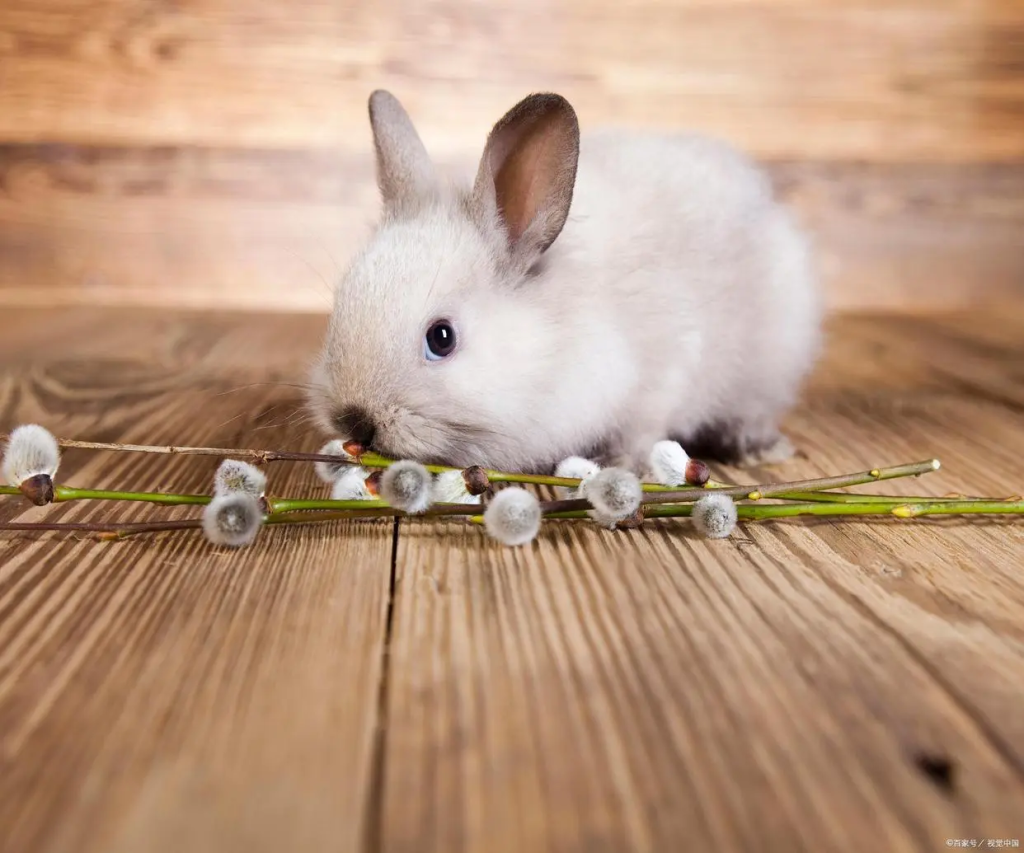 兔兔的20种行为你了解嘛？教你读懂兔兔小心思