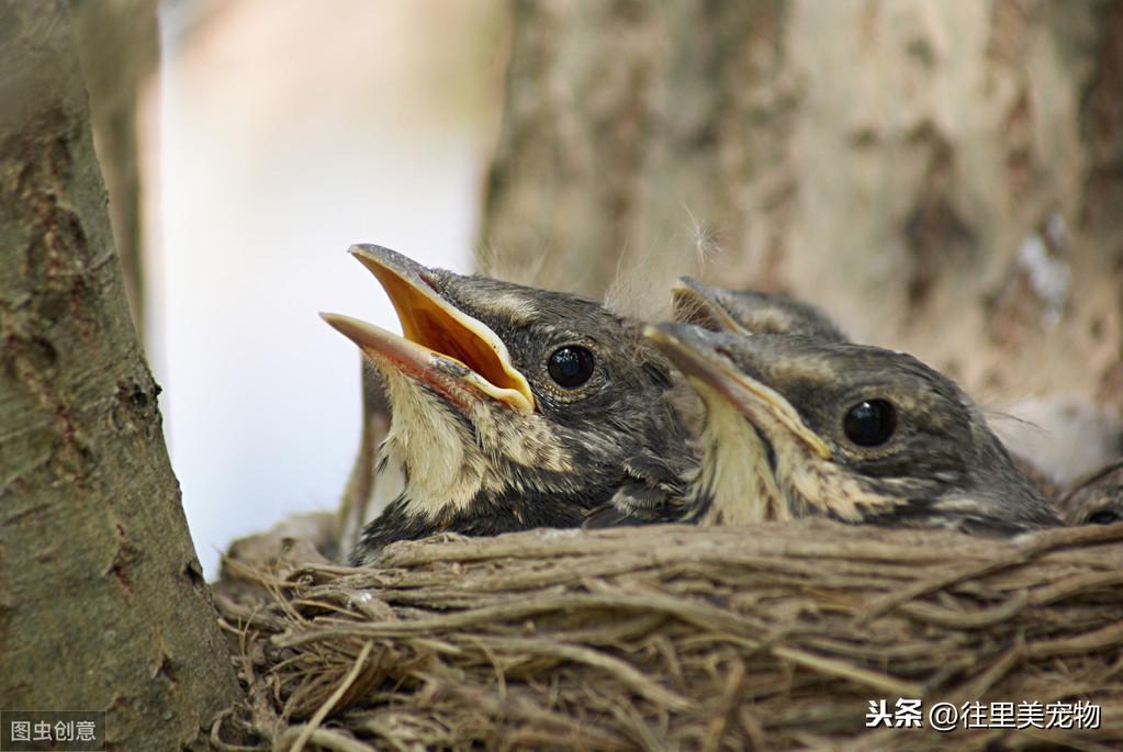 如何驯养野生画眉鸟？对其驯养也如想的那么简单吗？