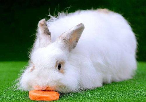 养宠经验分享：兔子口炎怎么治？3大治疗措施分享