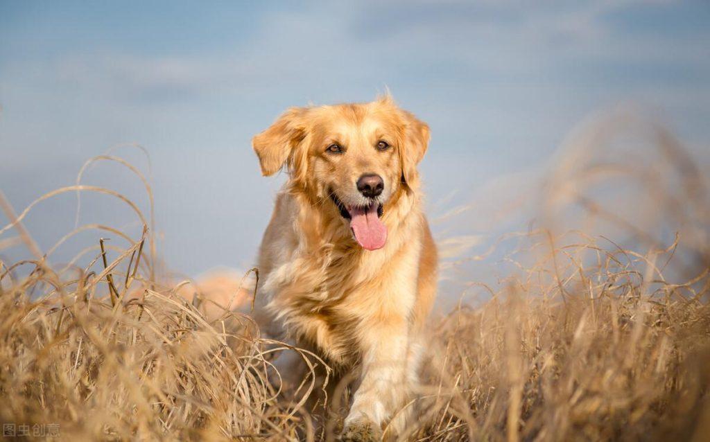 金毛犬呕吐怎么办？金毛犬生理性呕吐的解决办法