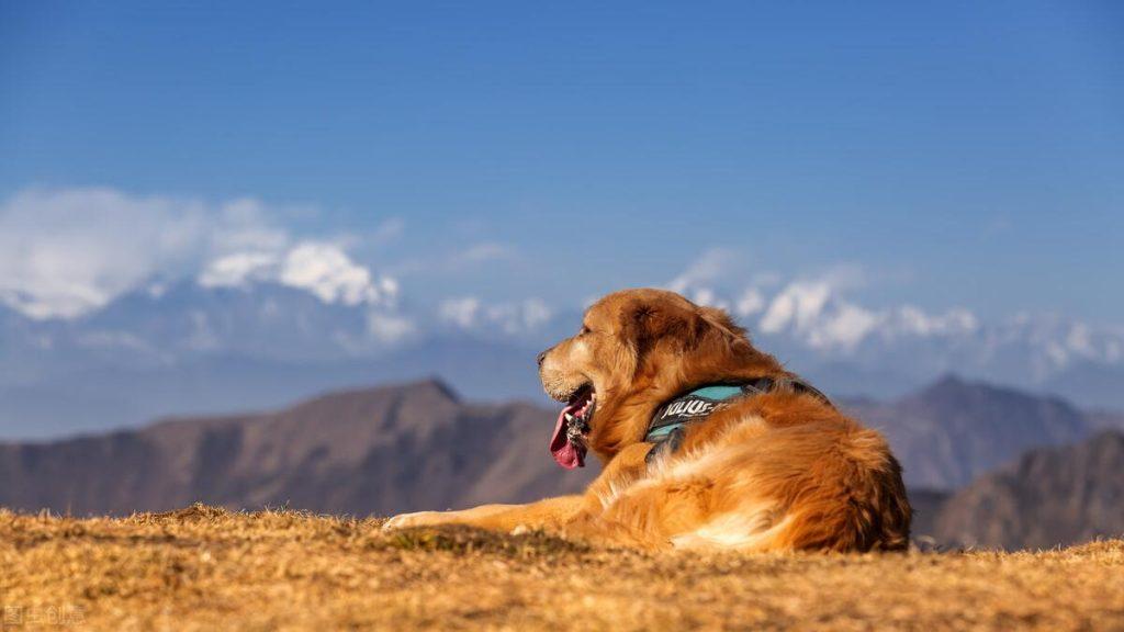 金毛犬呕吐怎么办？金毛犬生理性呕吐的解决办法