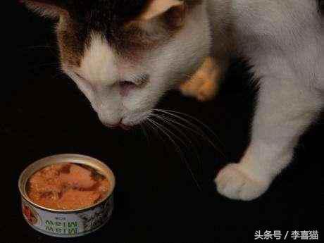 教你如何区分猫咪罐头，挑选最适合它的的罐头