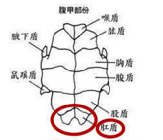 一看就懂，4招教你快速辨别乌龟公母