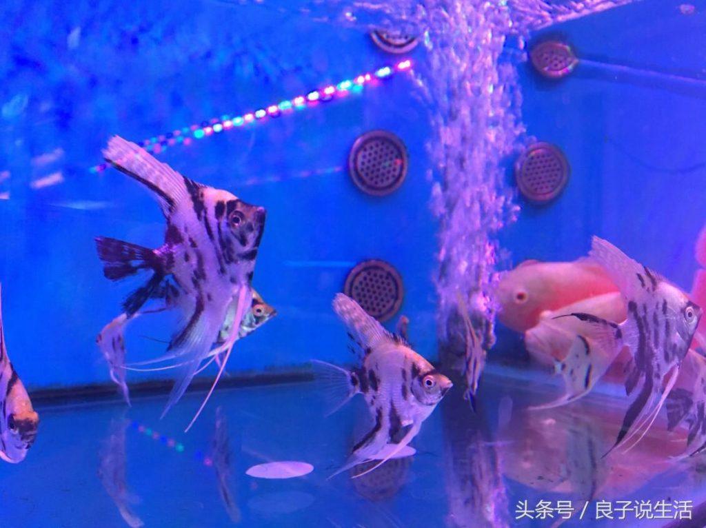 燕鱼幼鱼该如何饲养管理呢？