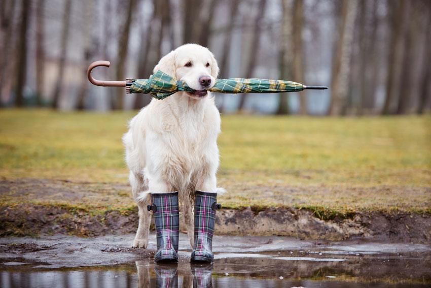 下雨天狗狗的排便问题难以处理？这些小技巧，或许可以帮到你