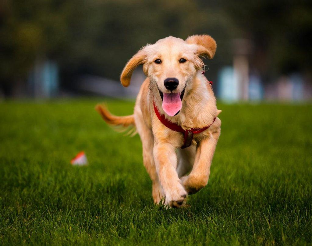 金毛犬偏瘦怎么办？金毛犬常见偏瘦的原因