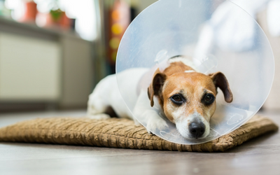 狗狗受伤了怎么处理？狗狗伤痛的处理及护理方法