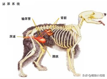 狗狗尿频尿急尿不尽，多半是膀胱炎惹的祸！（狗狗尿频尿不尽吃什么药好）