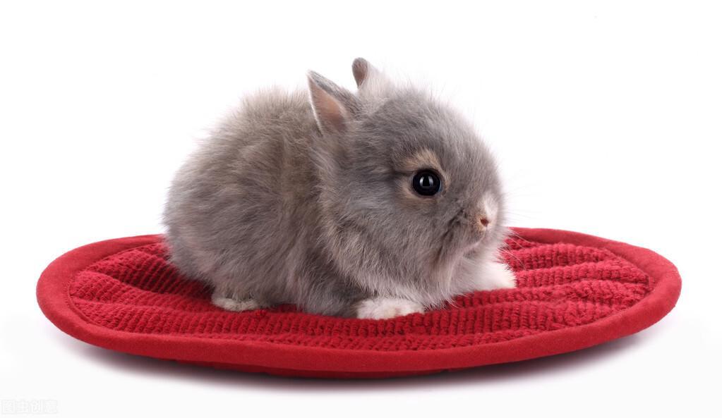 养兔经验：兔子耳螨怎么清理？