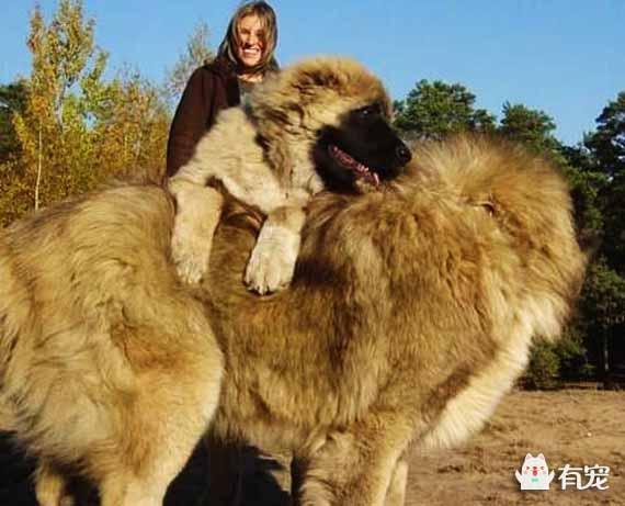 看看比藏獒还强悍的凶犬是什么？高加索犬的前世今生