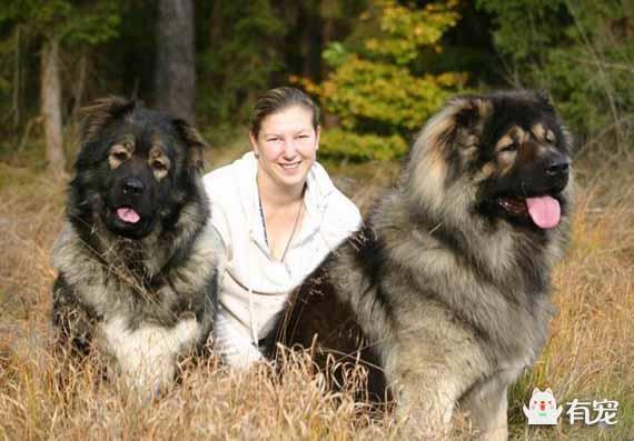 看看比藏獒还强悍的凶犬是什么？高加索犬的前世今生