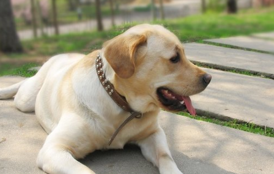 狗狗睾丸红肿的原因解析：它们会感到尴尬吗？
