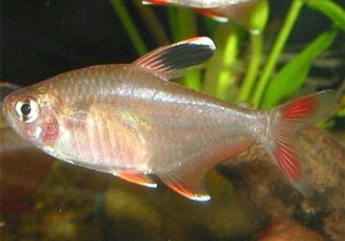 扯旗鱼如何繁殖？如何确保放入缸中的鱼是雄还是雌呢？