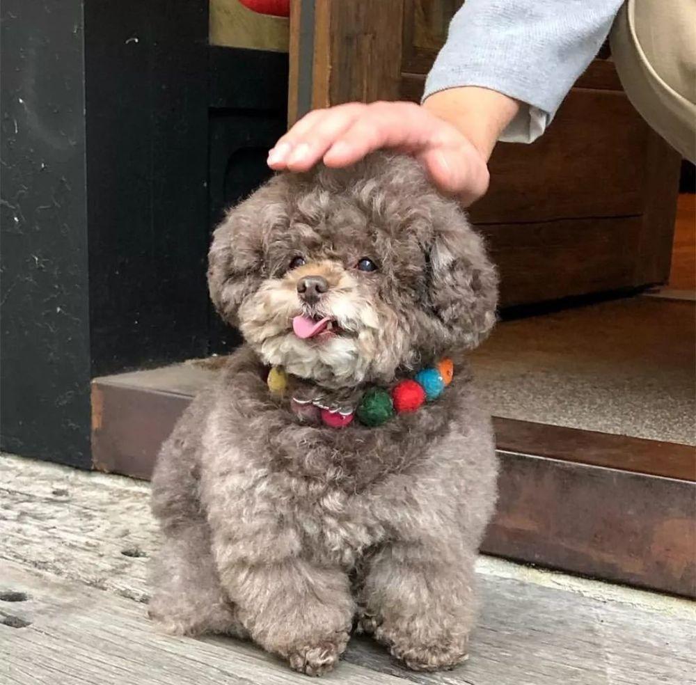 泰迪犬呕吐怎么办？呕吐的原因有哪些？泰迪犬呕吐原因以及治疗方法分享