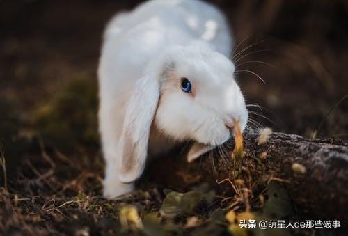 正确养兔指南，给兔兔洗澡看这一篇就够了