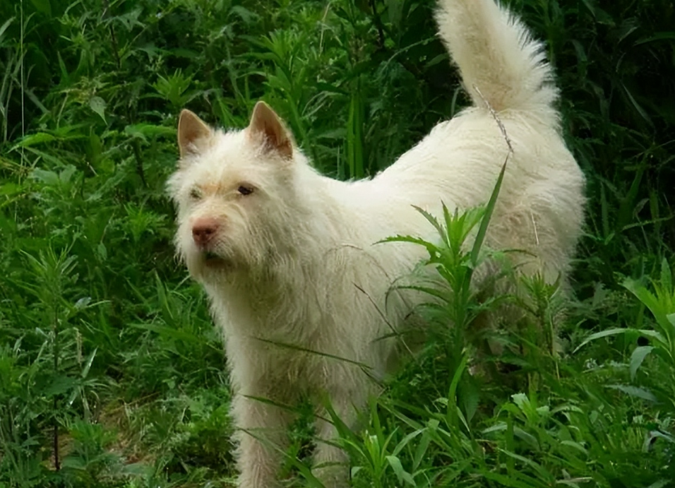 养狗就养优秀犬种下司犬，养了才知道有多香！