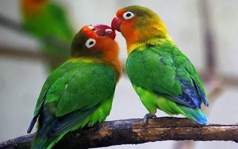 鹦鹉为什么能够学人说话呢？是最惹人喜欢的鸟类