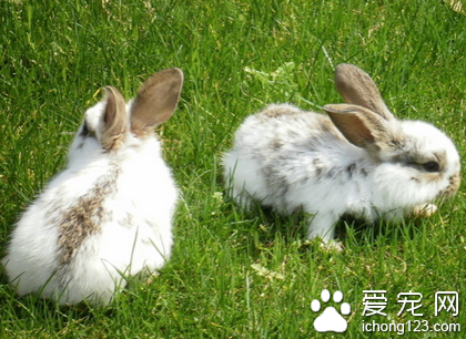 兔子不吃兔粮只吃草，食物要配合兔粮