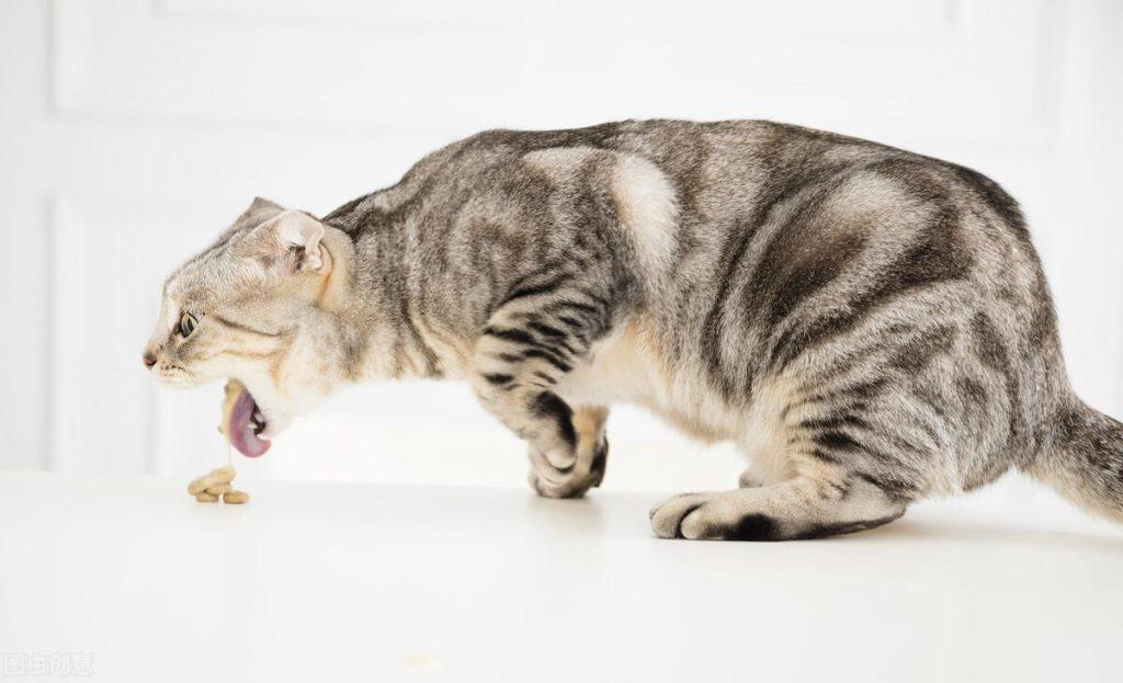 养宠经验分享，猫咪吃什么不会吐？