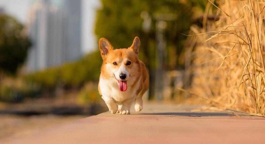 柯基犬有这些表现，是把你当父母了！没有白养