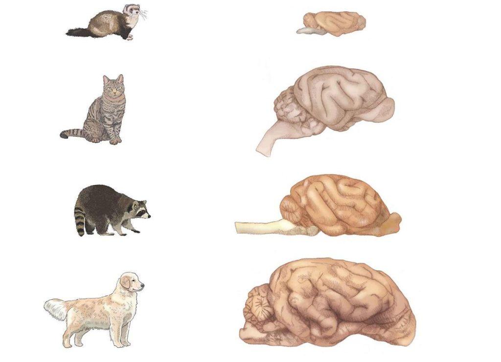 猫和狗谁聪明？实验证明真的不是猫，有些狗甚至比狮子还聪明